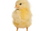 Memilih Doc Broiler Berkualitas