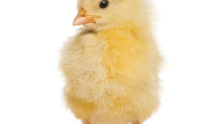 Memilih Doc Broiler Berkualitas