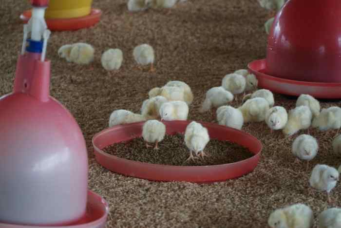 Pakan alternatif untuk broiler