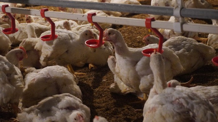 Analisa Bisnis Ayam Broiler