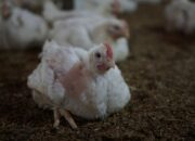 Penyakit Ayam Broiler Dan Obatnya