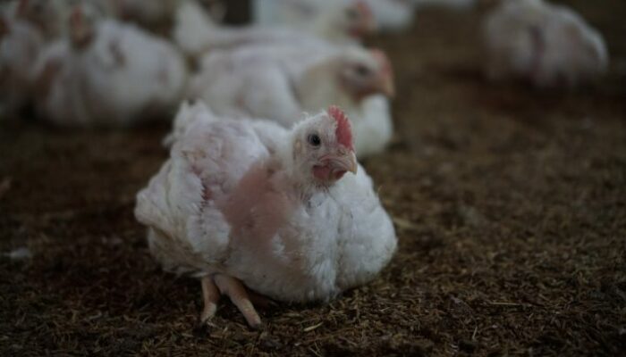 Penyakit Ayam Broiler Dan Obatnya
