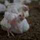 Penyakit Ayam Broiler Dan Obatnya