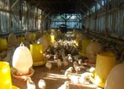 Perhitungan Budidaya Broiler 2025