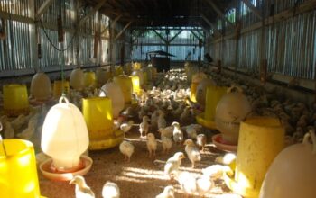 Harga Broiler Kembali Tidak Stabil, Kepatuhan Beberapa Perusahaan ...
