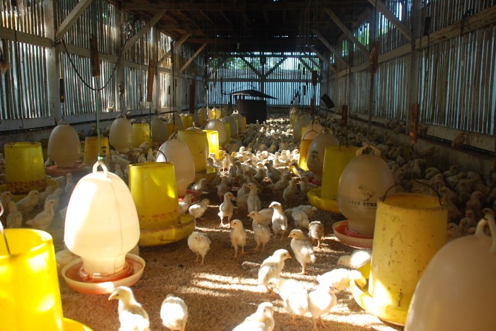 Harga Broiler Kembali Tidak Stabil, Kepatuhan Beberapa Perusahaan ... Harga Broiler Kembali Tidak Stabil, Kepatuhan Beberapa Perusahaan ...