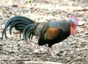Pelatihan Ternak Ayam Hutan di Bali