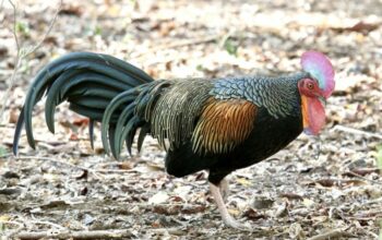 Ternak Ayam Hutan Merah Asli: Panduan Silang Ayam Hutan Betina Ori X ...