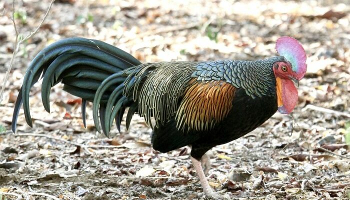 Pelatihan Ternak Ayam Hutan di Bali
