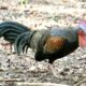 Ternak Ayam Hutan Merah Asli: Panduan Silang Ayam Hutan Betina Ori X ...