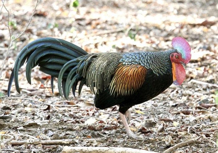 Ternak Ayam Hutan Merah Asli: Panduan Silang Ayam Hutan Betina Ori X ...