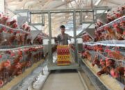 Teknologi Pakan Broiler Terbaru