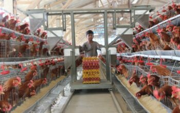 Teknologi Pakan Broiler Terbaru
