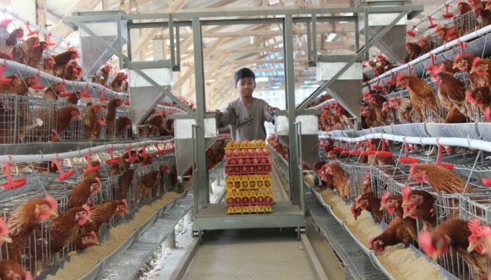 Teknologi Pakan Broiler Terbaru
