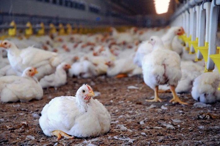 Formula Pakan Ayam Pedaging