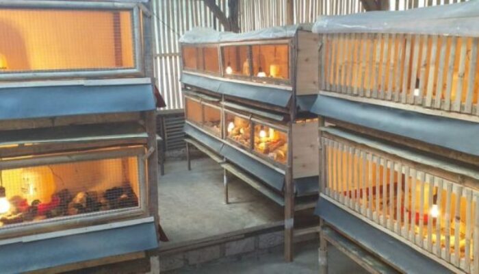 Ukuran Ideal Kandang Broiler