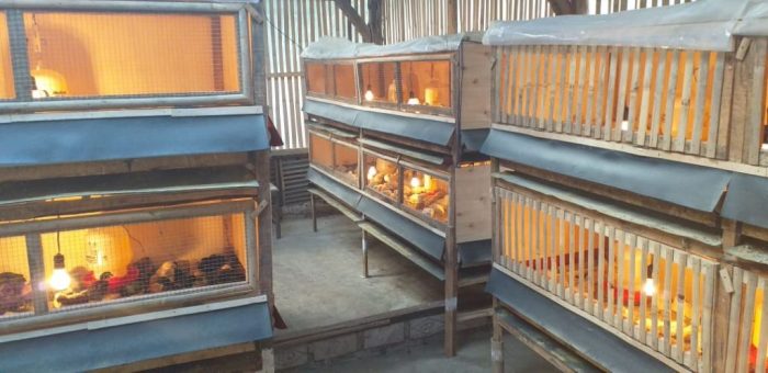 Ukuran Kandang Kambing yang Benar dan Ideal, Ukuran ideal kandang broiler