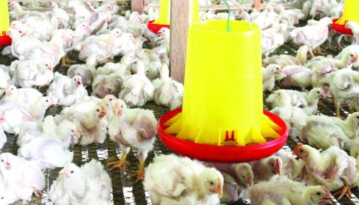 Integrasi Broiler Dengan Pertanian