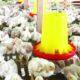 Peluang Usaha Bisnis Budi Daya Broiler | Poultry Indonesia