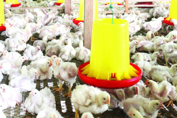 Peluang Usaha Bisnis Budi Daya Broiler | Poultry Indonesia Peluang Usaha Bisnis Budi Daya Broiler | Poultry Indonesia