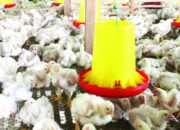 Perhitungan budidaya broiler 2025