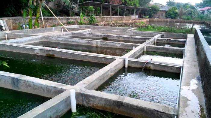 Cara Pembenihan Ikan Gurame Secara Alami Untuk Menghasilkan Benih yang ... Cara Pembenihan Ikan Gurame Secara Alami Untuk Menghasilkan Benih yang ...