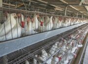 Sistem Kandang Ayam Broiler 2025