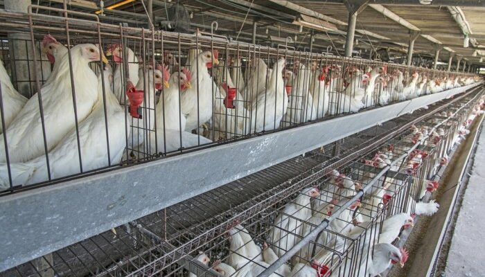Sistem Kandang Ayam Broiler 2025