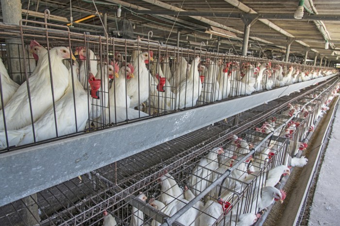 Probiotik untuk Ayam Broiler