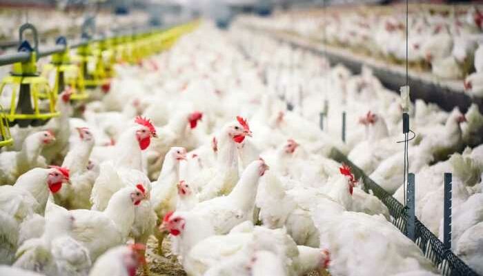Ukuran Kandang Ayam Broiler 5000 Ekor