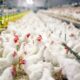 Ukuran Kandang Ayam Broiler 5000 Ekor