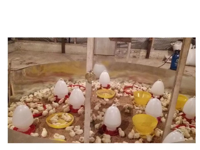 Pakan Ayam Broiler: Nutrisi, Jenis, dan Usia Pemberian Pakan
