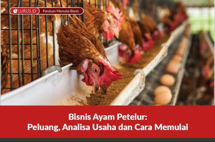 Harga Ayam Broiler dan Tips Budidayanya | Kredit Pintar Cara memulai bisnis ayam broiler