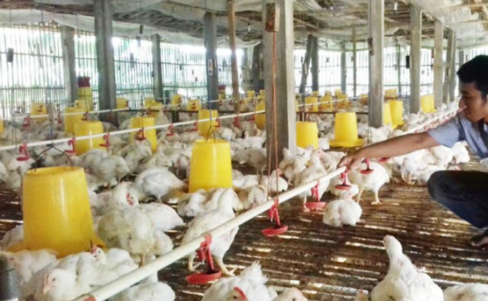 Teknologi pakan broiler terbaru