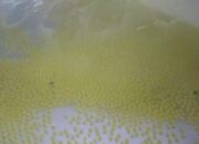 Perawatan larva gurame