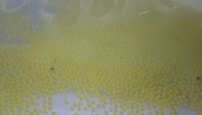 Perawatan Larva Gurame