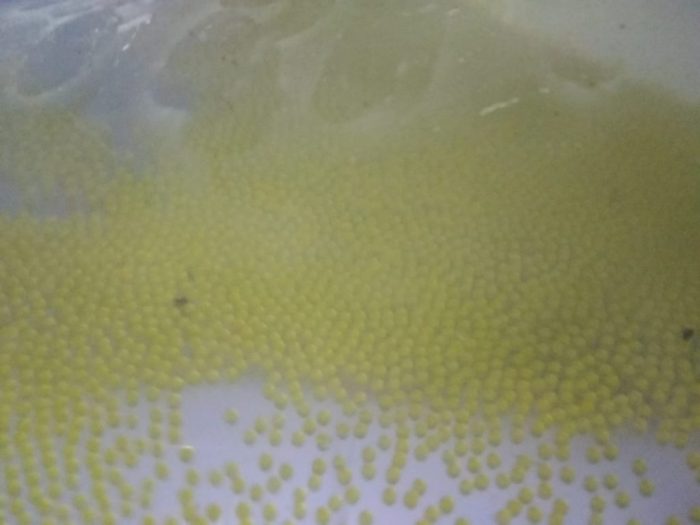 Perawatan larva gurame