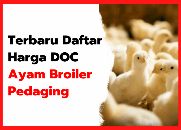 Perhitungan budidaya broiler 2025