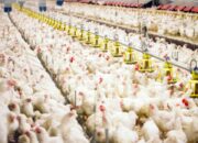 Bisnis ayam broiler menguntungkan