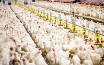 Bisnis ayam broiler menguntungkan