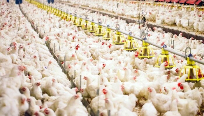 Kepadatan Kandang Ayam Broiler