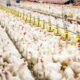 Kepadatan Kandang Ayam Broiler