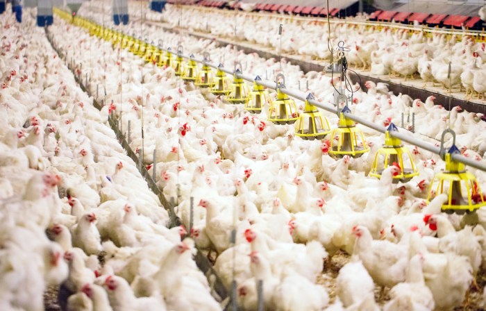 Bisnis ayam broiler menguntungkan
