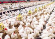 Modal Usaha Ayam Broiler 2025