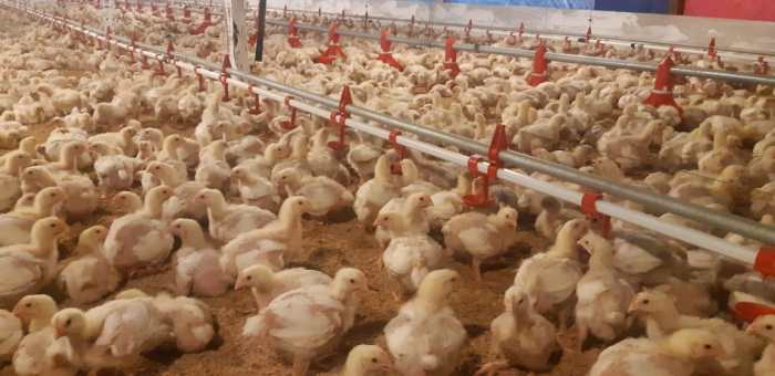 Antibiotik alami untuk broiler