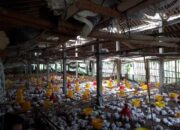 Kepadatan Kandang Broiler Ideal