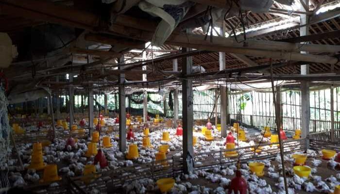 Kepadatan Kandang Broiler Ideal