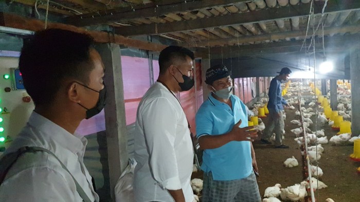 Budidaya broiler sistem koloni