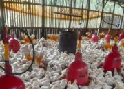 Pencahayaan kandang broiler