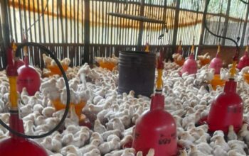 Pencahayaan kandang broiler
